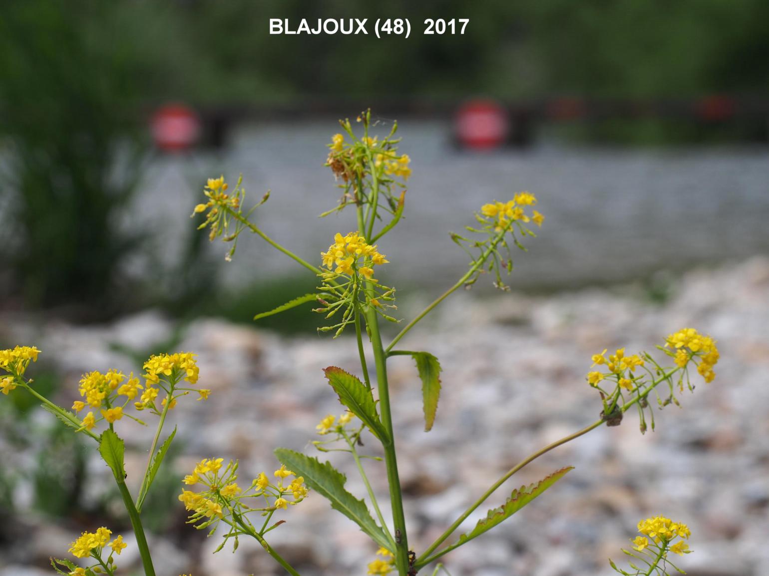 Yellow-cress, Great